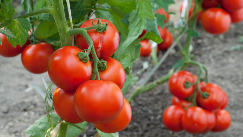 Кому полезны помидоры, а кто должен исключить их из рациона: советы врача-диетолога
