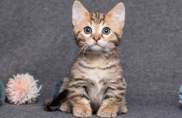 Мал, да удал: топ-7 самых маленьких пород кошек в мире