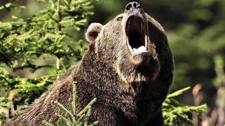 Из-за нападения медведя погиб турист в природном парке Красноярского края