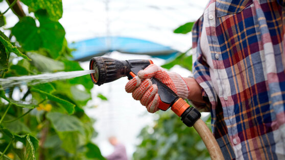 Как поливать огурцы для хорошего урожая