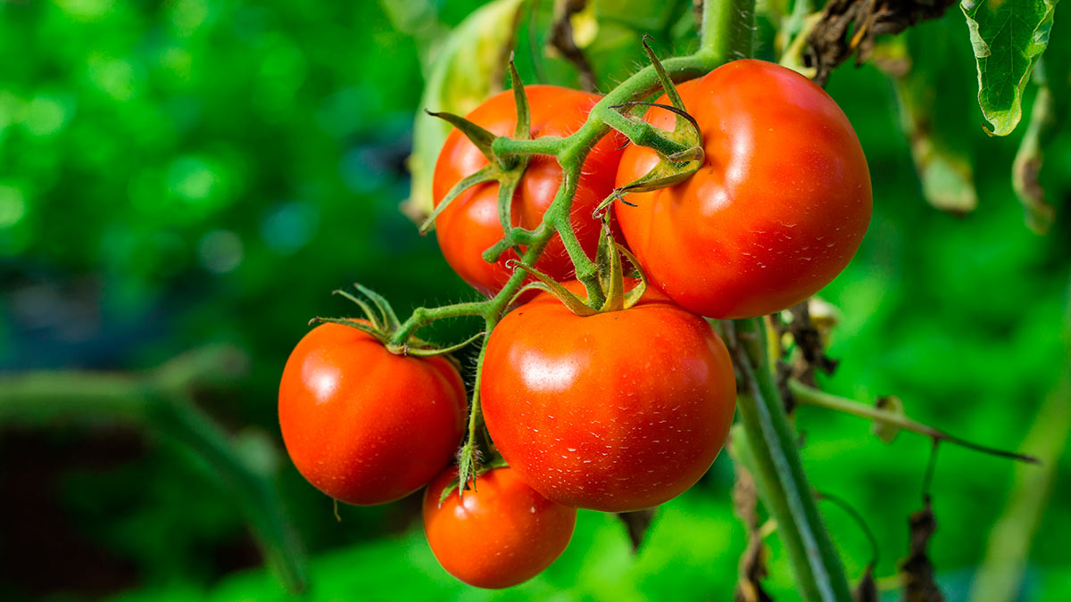 Для хорошего урожая: названы лучшие сорта помидоров для открытого грунта