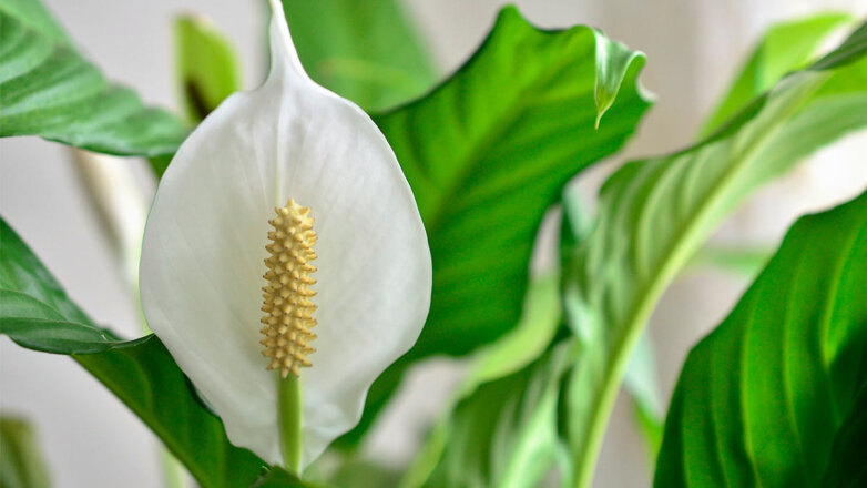 Загубят спатифиллум: 3 ошибки в уходе за растением, которые не дают ему цвести