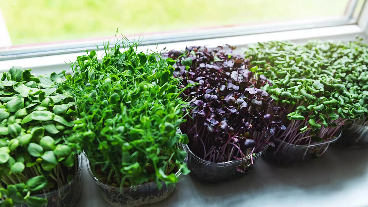 Как правильно посадить микрозелень в домашних условиях фото