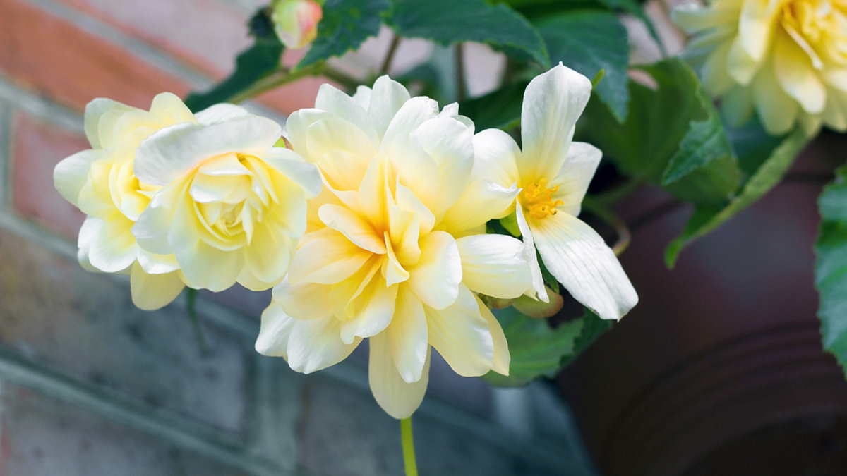 Восхитительно пахнут: ароматные цветы для подвесной корзины