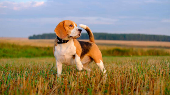 Как продлить жизнь собаке: совет от кинолога