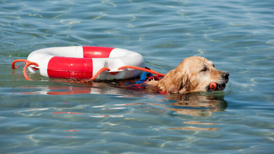 Пять самых храбрых пород собак назвали эксперты