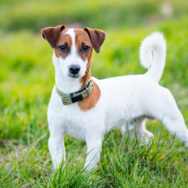 Собаки-крысоловы: топ-5 пород, выведенных для борьбы с грызунами