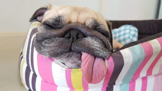 Пять самых ленивых пород собак назвали эксперты