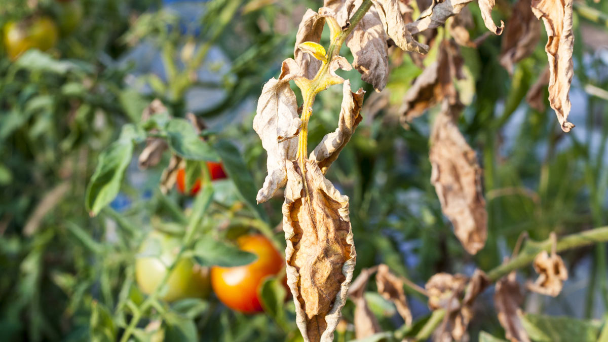 У помидоров желтеют и сохнут листья: в чем причина и как бороться