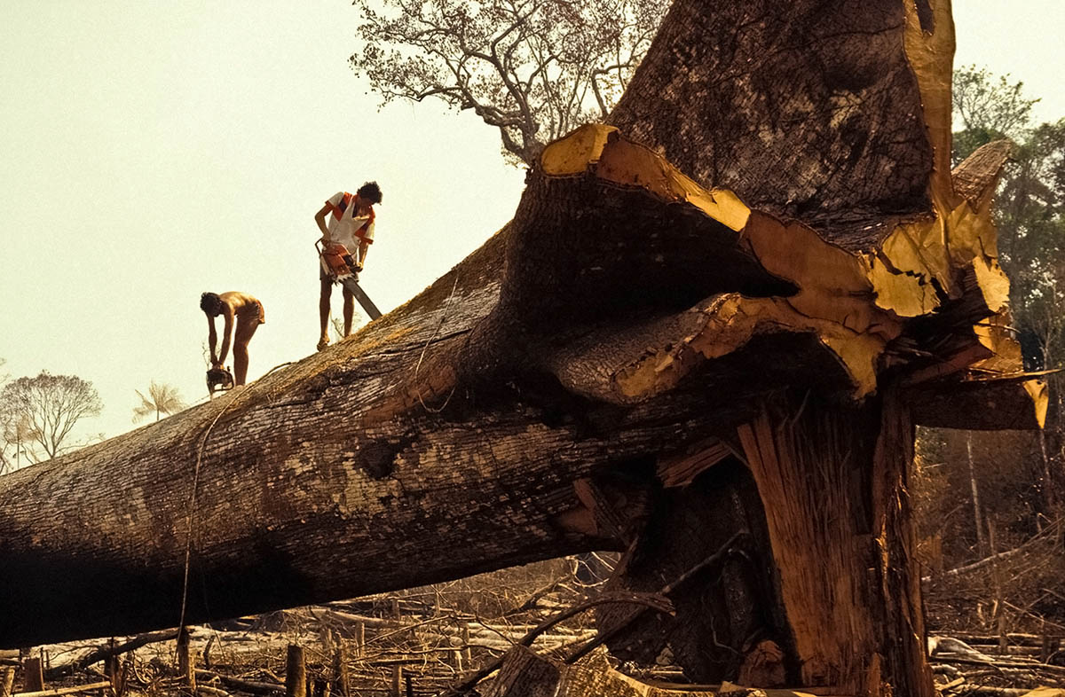 Вырубка лесов в Бразилии