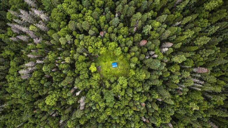 Почему планета теряет все больше лесов, и поможет ли их восстановление предотвратить климатический кризис
