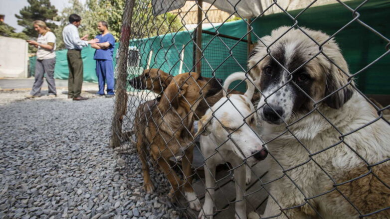 Власти Великобритании разрешили эвакуацию собак и кошек из приюта в Кабуле