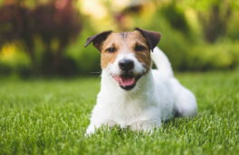 Как защитить газон от собак, рассказали эксперты