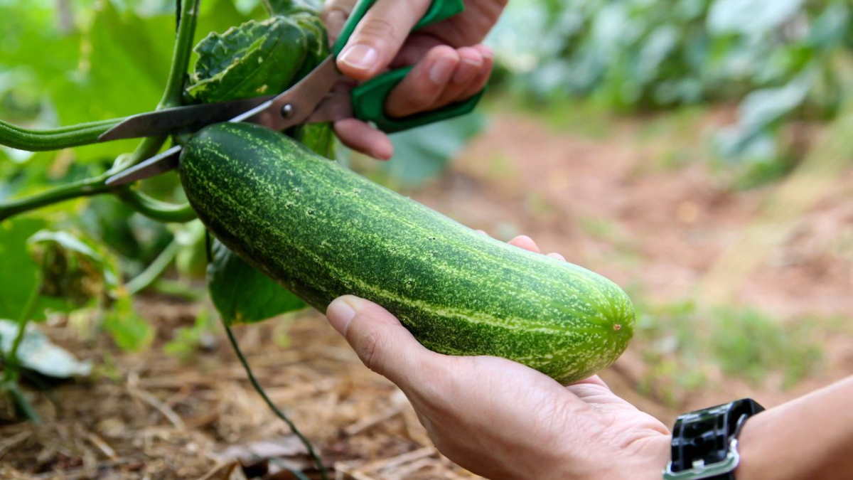 Как собрать хороший урожай огурцов: 10 советов от садовода