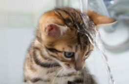 Плавают и играют: десять пород кошек, которые любят воду