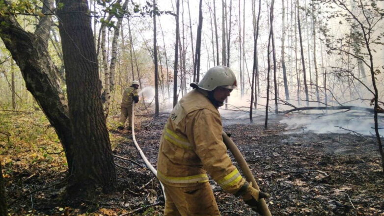 Из-за лесного пожара в Самарской области сгорели 18 строений: видео