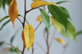 Желтеют листья у комнатных растений: 5 причин и простые способы спасти цветы
