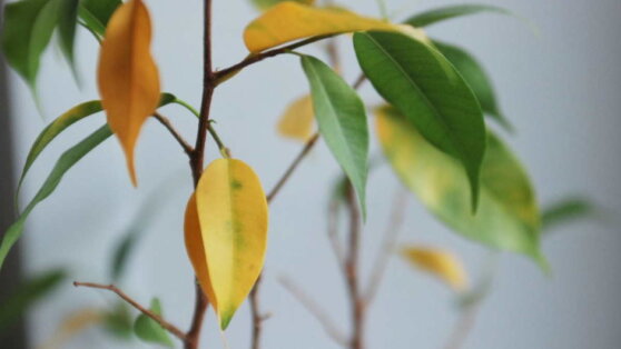 Желтеют листья у комнатных растений: 5 причин и простые способы спасти цветы