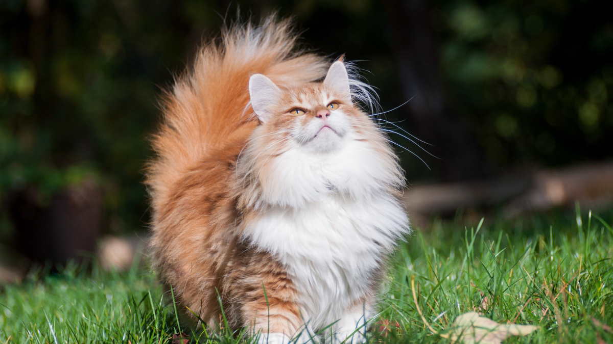 Сами по себе: топ-5 самых независимых пород кошек