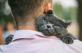 Почему кошки ревнуют, и как с этим справиться