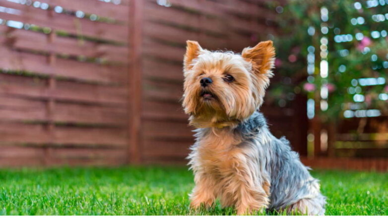 Йоркширский терьер: маленькая собака и большой защитник