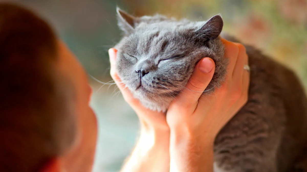 Как сделать кошку счастливой: пять простых способов