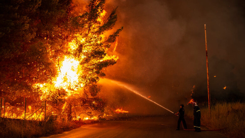 Лес дерево пожар