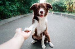 Беспородные собаки: главные плюсы и минусы дворняг