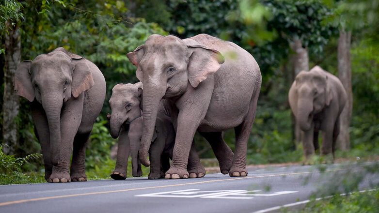 Из-за стада слонов в Китае эвакуировали более 150 тысяч человек
