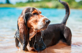 Не умеют плавать: 8 пород собак, которых нужно держать подальше от воды