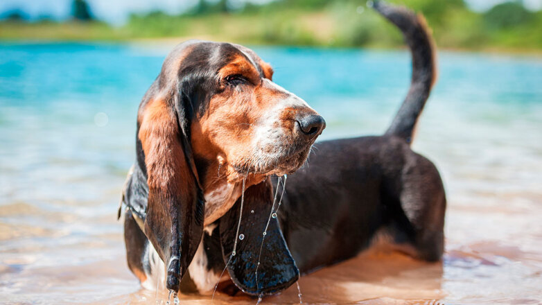 Все собаки умеют плавать с рождения: разбираем правду или миф?