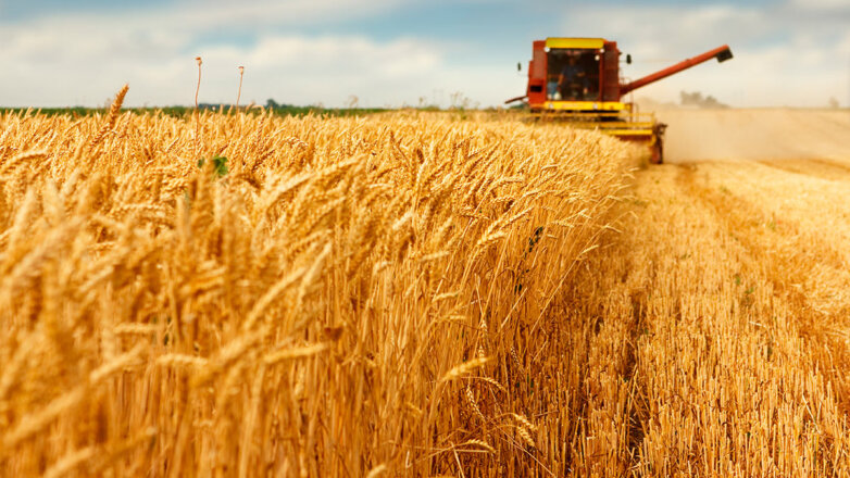 В США значительно снизили прогнозы по урожаю и экспорту российской пшеницы