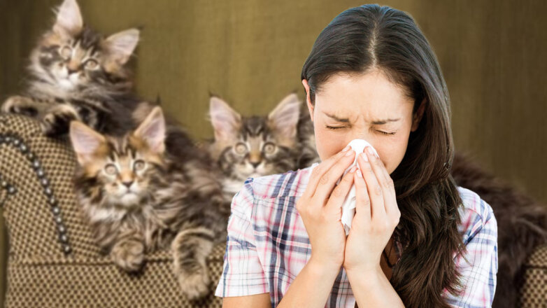 Кошки для аллергиков: топ-5 пород