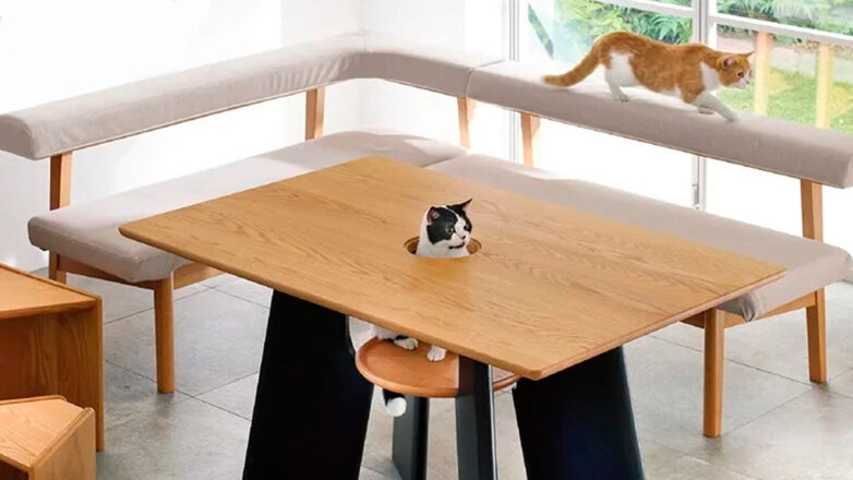 Обеденный стол с отверстием для кошки создали в Японии