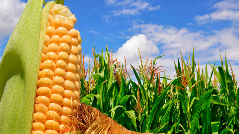 На кукурузе нет початков: три возможных причины