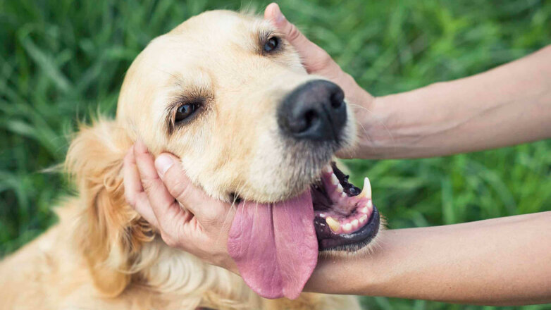 Семь самых ласковых пород собак, которые любят обниматься