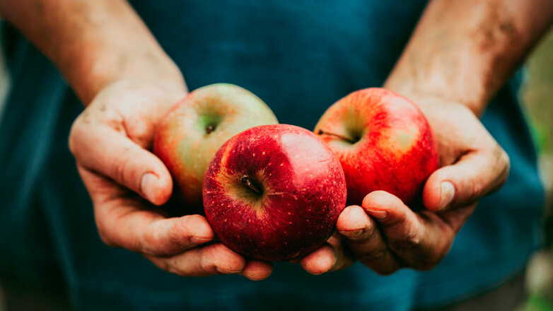 Большой урожай: как сохранить яблоки на зиму
