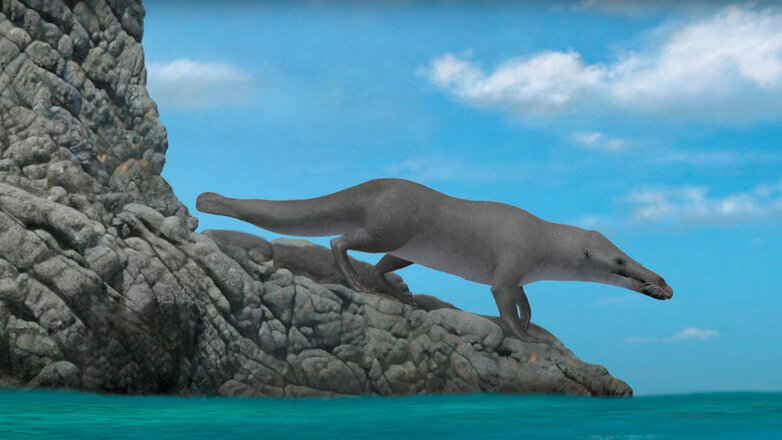 В Египте обнаружили окаменелость кита с четырьмя лапами