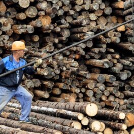 Золотой лес: остановит ли правительство рост цен на древесину