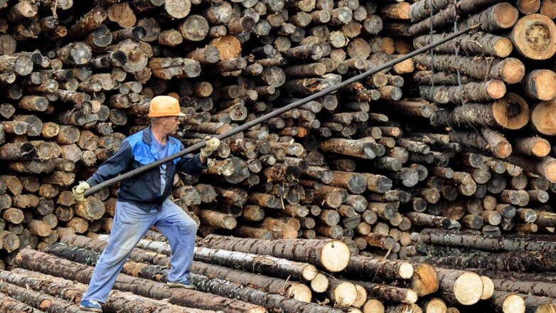 Золотой лес: остановит ли правительство рост цен на древесину