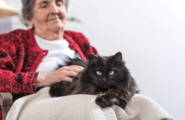 Кошки для пожилых: 7 пород, подходящих людям преклонного возраста