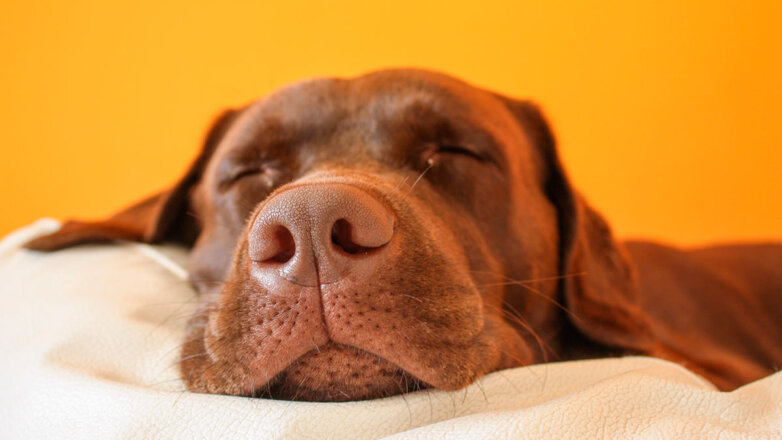 Болезнь или норма: почему собака много спит