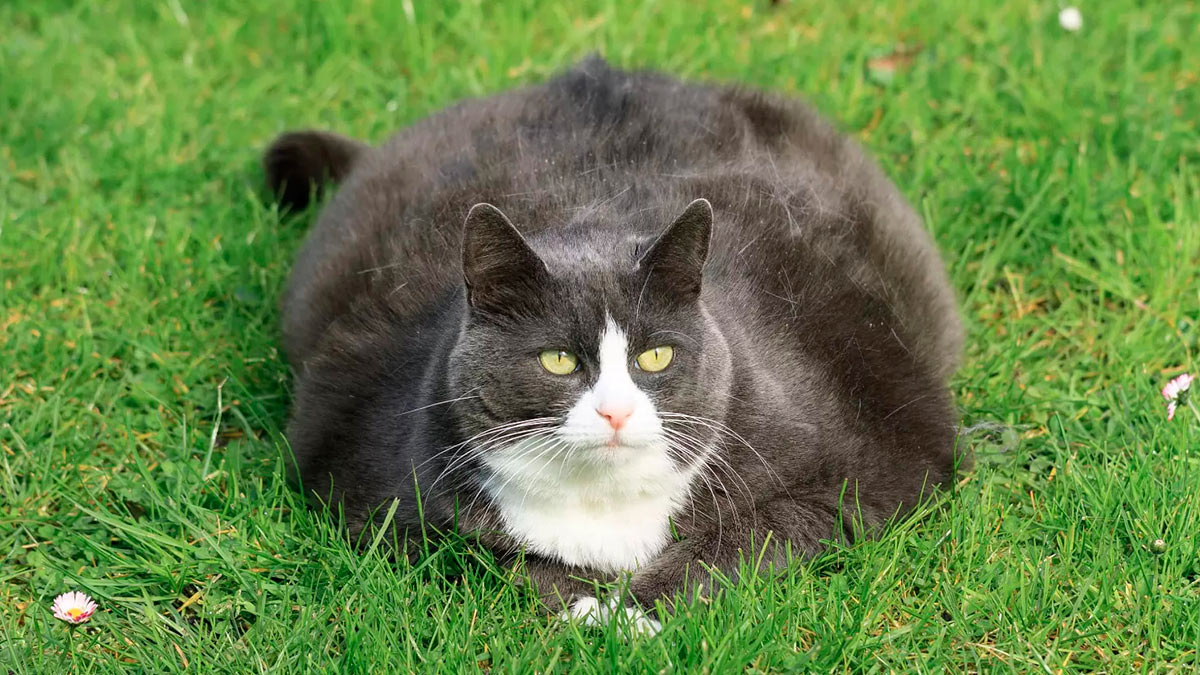 Кот в траве толстый