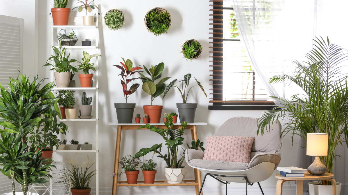 Озеленение квартиры комнатными растениями