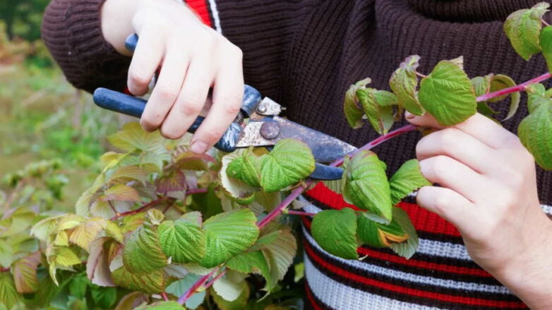 Как подготовить малину к зиме: советы опытных садоводов
