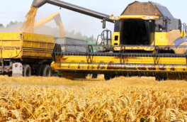 О самом большом урожае ранних зерновых в истории заявили на Украине