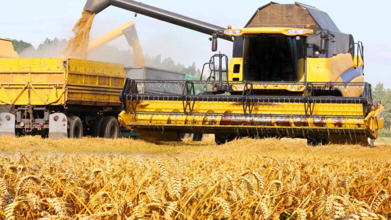В России вывели сорт пшеницы с повышенной урожайностью