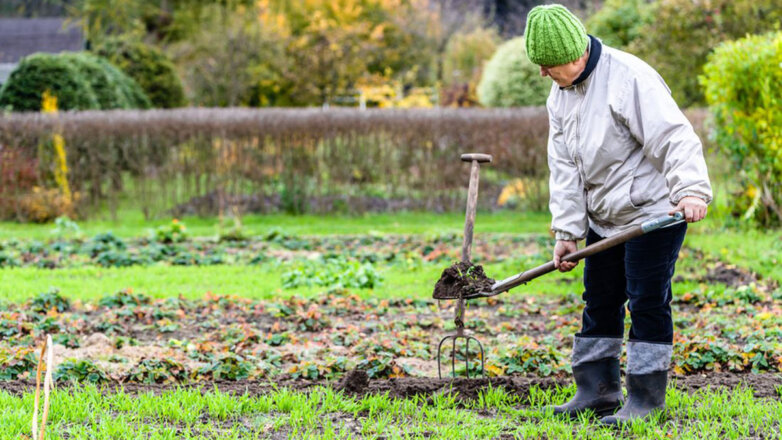 Подготовка огорода к зиме: четыре ошибки, которые снизят урожайность в будущем году