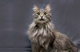 Нибелунги: кошки-"аристократы", которые не выносят одиночества