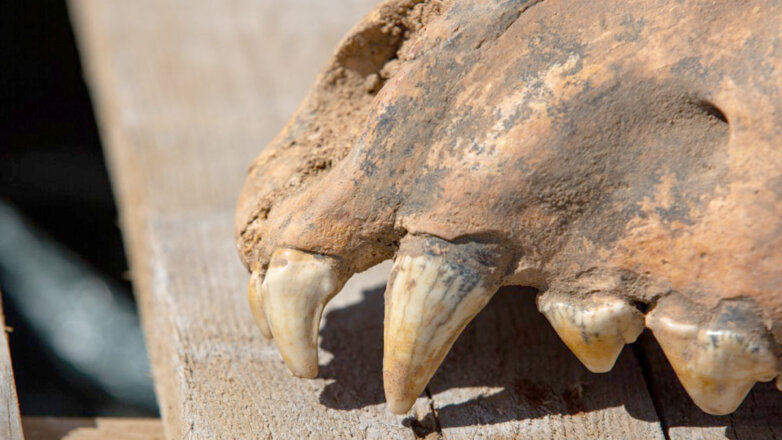 В Крыму нашли череп древней гигантской гиены
